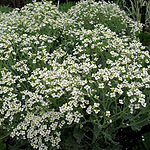 Crambe maritima - Crambe, Sea Kale - 2nd Image