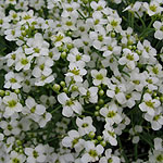 Crambe maritima - Crambe, Sea Kale - 3rd Image