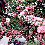 Crataegus laevigata - Pauls Scarlet - Ornamental Hawthorn - 2nd Image