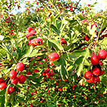 Crataegus microphylla