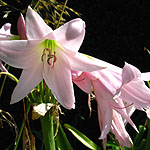 Crinum x powellii - Crinum