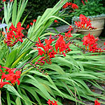 Crocosmia masoniorum - Lucifer - Montbretia, Crocosmia