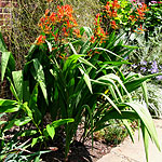 Crocosmia paniculata - Cally Sword - Crocosmia - 2nd Image