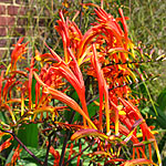 Crocosmia paniculata - Cally Sword - Crocosmia