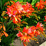 Crocosmia - Severn Sunrise - Crocosmia