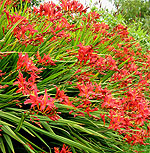 Crocosmia - Vulcan - Montbretia, Crocosmia