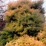 Cryptomeria japonica - Elegans