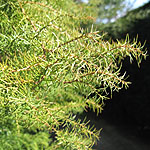 Cryptomeria japonica - Elegans - 2nd Image