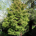 Cryptomeria japonica - Elegans - 3rd Image