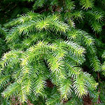 Cunninghamia lanceolata - Chinese Fur