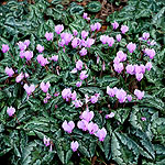 Cyclamen hederifolium - Cyclamen