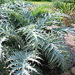 Cynara cardunculus - Cardoon, Cynara - 2nd Image