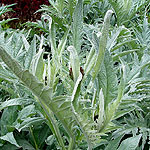 Cynara scolymus - Globe artichoke