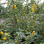 Cytisus battandieri - Broom - 2nd Image