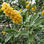 Cytisus battandieri - Broom