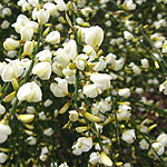 Cytisus X praecox - Alba - Broom - 2nd Image