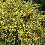 Cytisus X praecox - Allgold - Broom