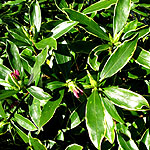 Daphne odora - Aureomarginata - Variegated Daphne - 2nd Image