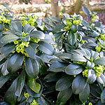 Daphne laureola