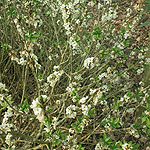 Daphne mezereum - Alba - Daphne