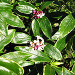 Daphne odora - Aureomarginata - Variegated Daphne