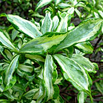 Daphne odora - Geisha  Girl - Variegated Daphne