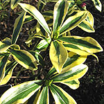 Daphne odora - Mae-Jima - Variegated Daphne - 2nd Image