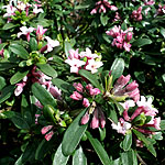 Daphne x transatlantica - Blafra - Daphne