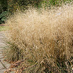 Deschampsia cespitosa - Goldtau - Hair Grass, Deschampsia