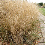 Deschampsia cespitosa - Goldtau - Hair Grass, Deschampsia - 2nd Image