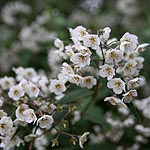 Deutzia corymbosa - Deutzia