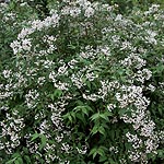 Deutzia corymbosa - Deutzia - 2nd Image