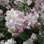 Deutzia X elegantissima - Rosealind