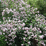 Deutzia X elegantissima - Fasciculata - Beauty Bush, Deutzia - 2nd Image