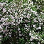 Deutzia hybrida - Contraste - Beauty Bush, Deutzia - 2nd Image