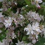 Deutzia hybrida - Contraste - Beauty Bush, Deutzia