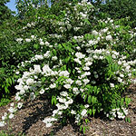 Deutzia x magnifica - Beauty Bush,  Deutzia - 3rd Image