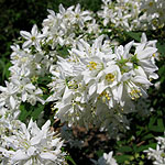 Deutzia x magnifica - Beauty Bush,  Deutzia - 2nd Image