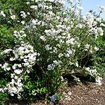 Deutzia vilmoriniae