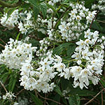 Deutzia vilmoriniae - 3rd Image