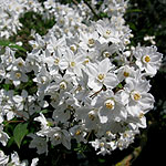 Deutzia vilmoriniae - 2nd Image