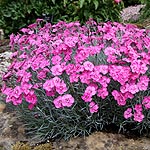 Dianthus - Cobham Beauty - Dianthus, Pink - 2nd Image