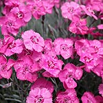 Dianthus - Cobham Beauty - Dianthus, Pink