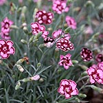 Dianthus - Devon Saphire - Dianthus, Chinese Pink