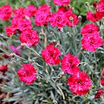 Dianthus - Fire Star - Dianthus, Chinese Pink