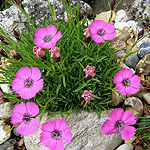 Dianthus inshriach - Carnation