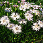 Dianthus lusitanicus - Alpine pink