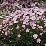 Dianthus - Nyewoods Cream - Dianthus,  Pink