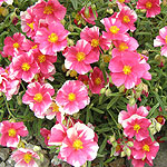 Dianthus - Raspberry Ribble - Pink