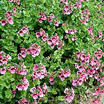 Diascia purpurea